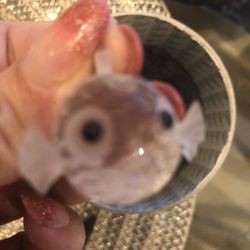 Swarovski puffer fish