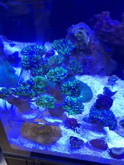 Purple Tip Frogspawn Coral Decoration