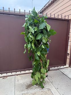 8” jade pothos XXXL