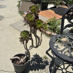 Black Rose Succulent 