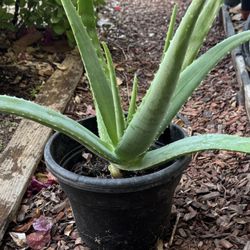 Real Aloe Vera Plant