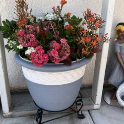 Plant W/ 5 Gallons Plastic Pot . $25.00