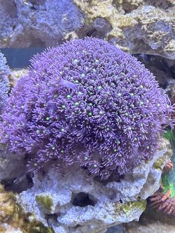 Gonnie coral