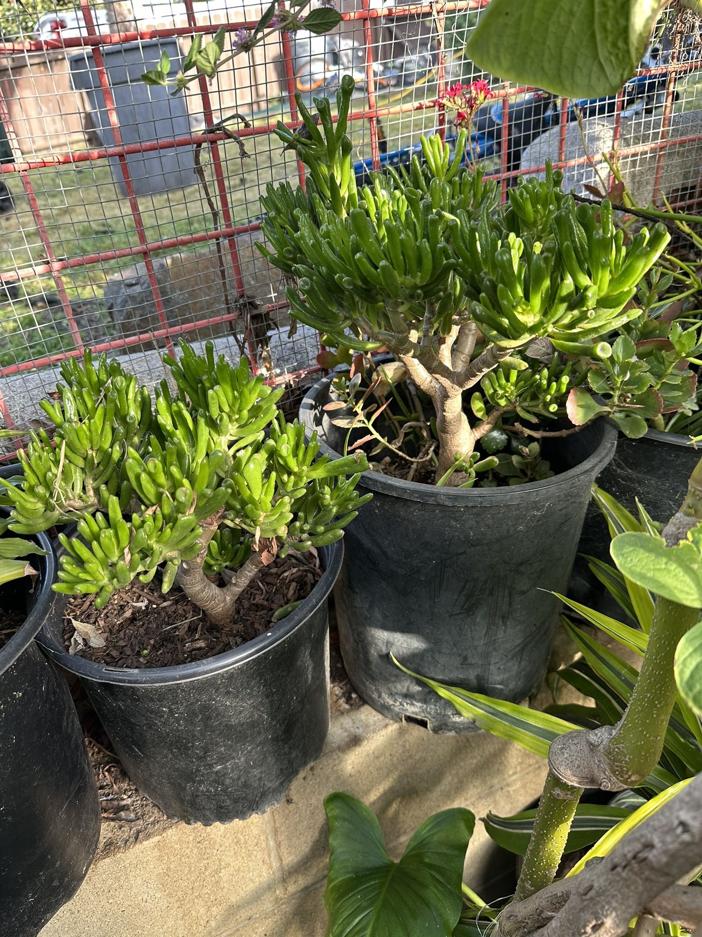 Succulent Plants