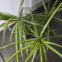 Dracaena Margarita