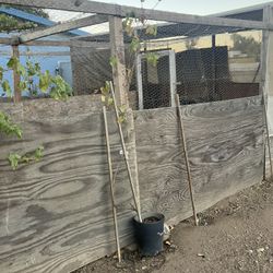 3 Different Types Of Raspberries And 2 Grapes 