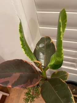 Ficus elastica/rubber plant