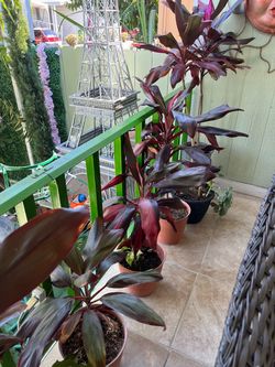 Plantas