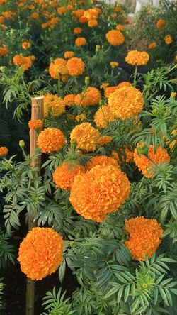 Flores de cempacuchil