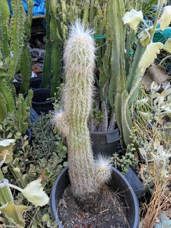 Cactus on special today