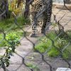 Leonel (Leo)