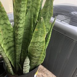 Snake  plants startinta $5 each
