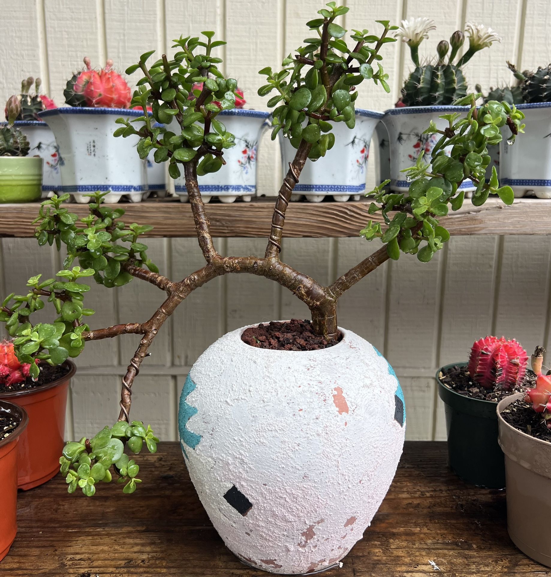 Jade bonsai