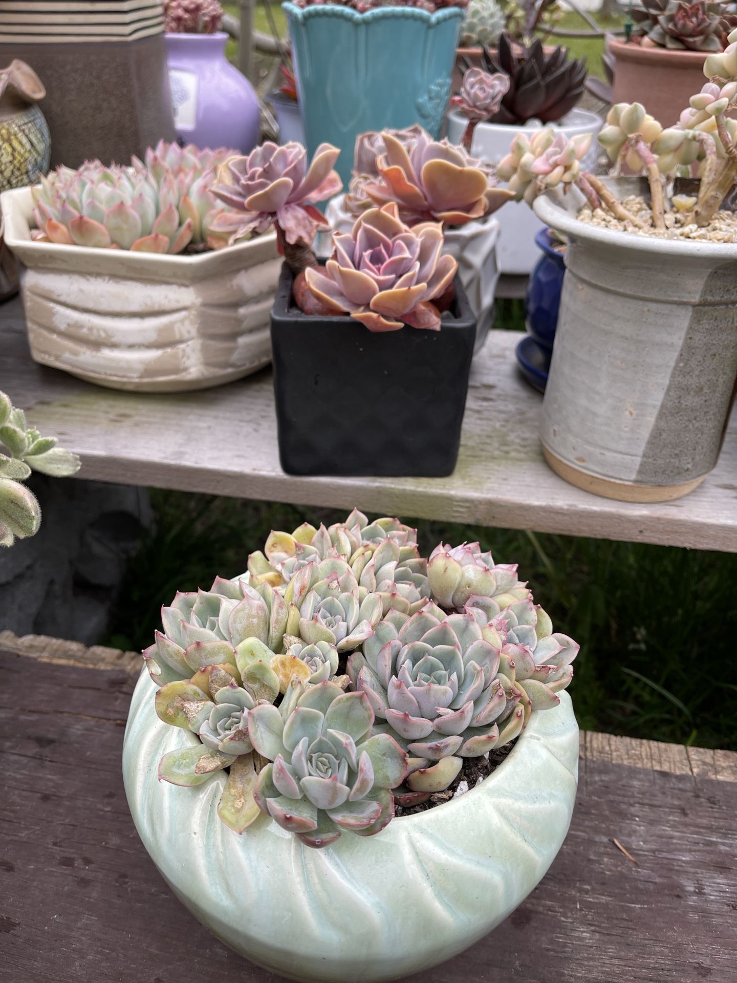 Succulents 