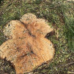 Tree Work Around Charlotte And Cleanup 