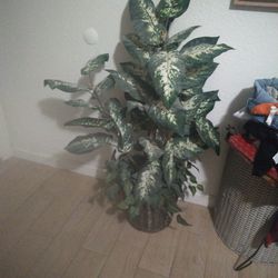 Beautiful Fake Plant $15