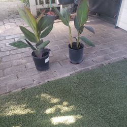 Plants Yellow Red Flowers Both