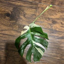Variegated Monstera Albo Plant Cutting