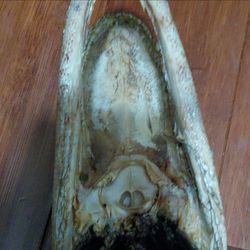 Alligator head model (real) from Florida