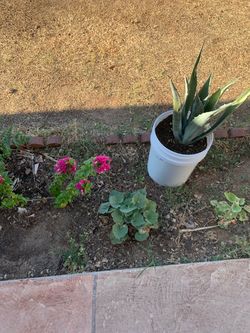 Hollyhocks Flowers Floral Agave Plants