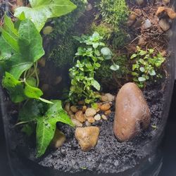 Low Maintenance Live Plants🪴  With Rocks Terrarium 