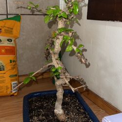 Bonsai Trees 