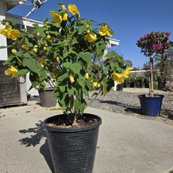 $40 Lucky Lantern Yellow Abutilon plant 💛 5-gallon 