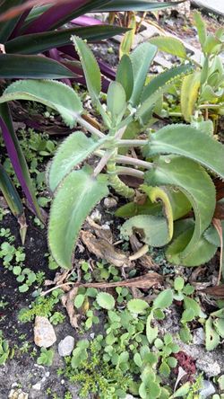 Mother of thousands $5 each