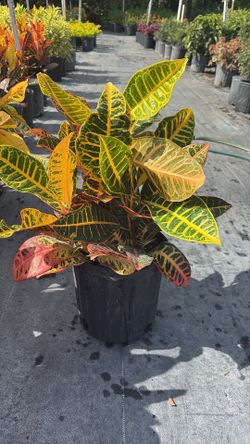 Vibrant Croton Petra – 3 Gallon Pot