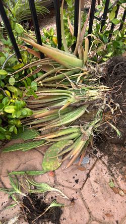 Sabila aloe Vera $1 yard sale