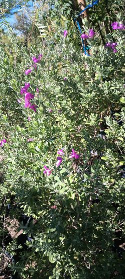 Texas plant.