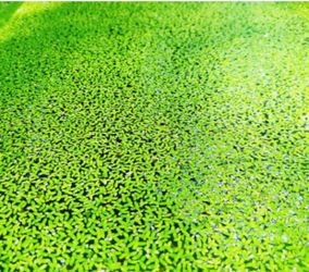 Duck weed aquarium
