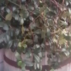 Barrel Flower Pot With Jazmine Flower 