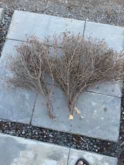 Dried Natural Branch Bundles – Set of 2