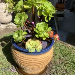 Beautiful Large Succulent Planter 
