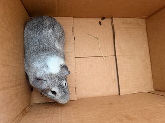 Guinea pig