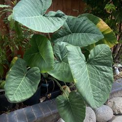 Elephant Ear Plant - Do Best In Bright Shaded Area/Indoor