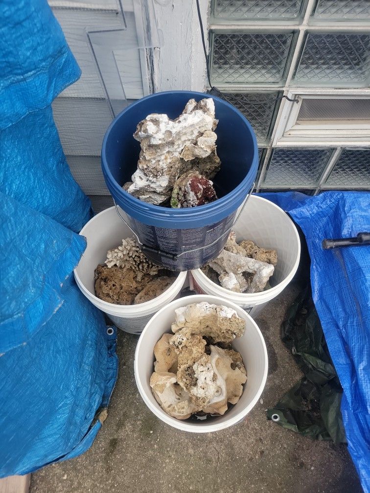 Dry Saltwater Rock