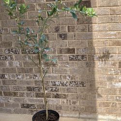 Tangerine Tree Fruiting 