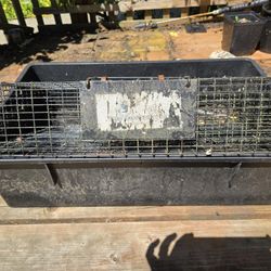 Ratonater Rat Trap