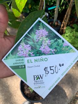 El Niño Desert Orchid tree