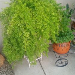 planta de espárrago 