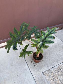 6” alocasia jacklyn
