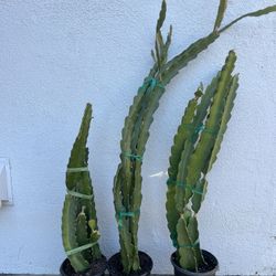 Dragonfruit Plants