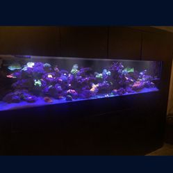 Aquarium Maintenance Service Care Reef