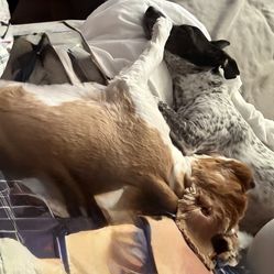 Open dog carrier quilted green