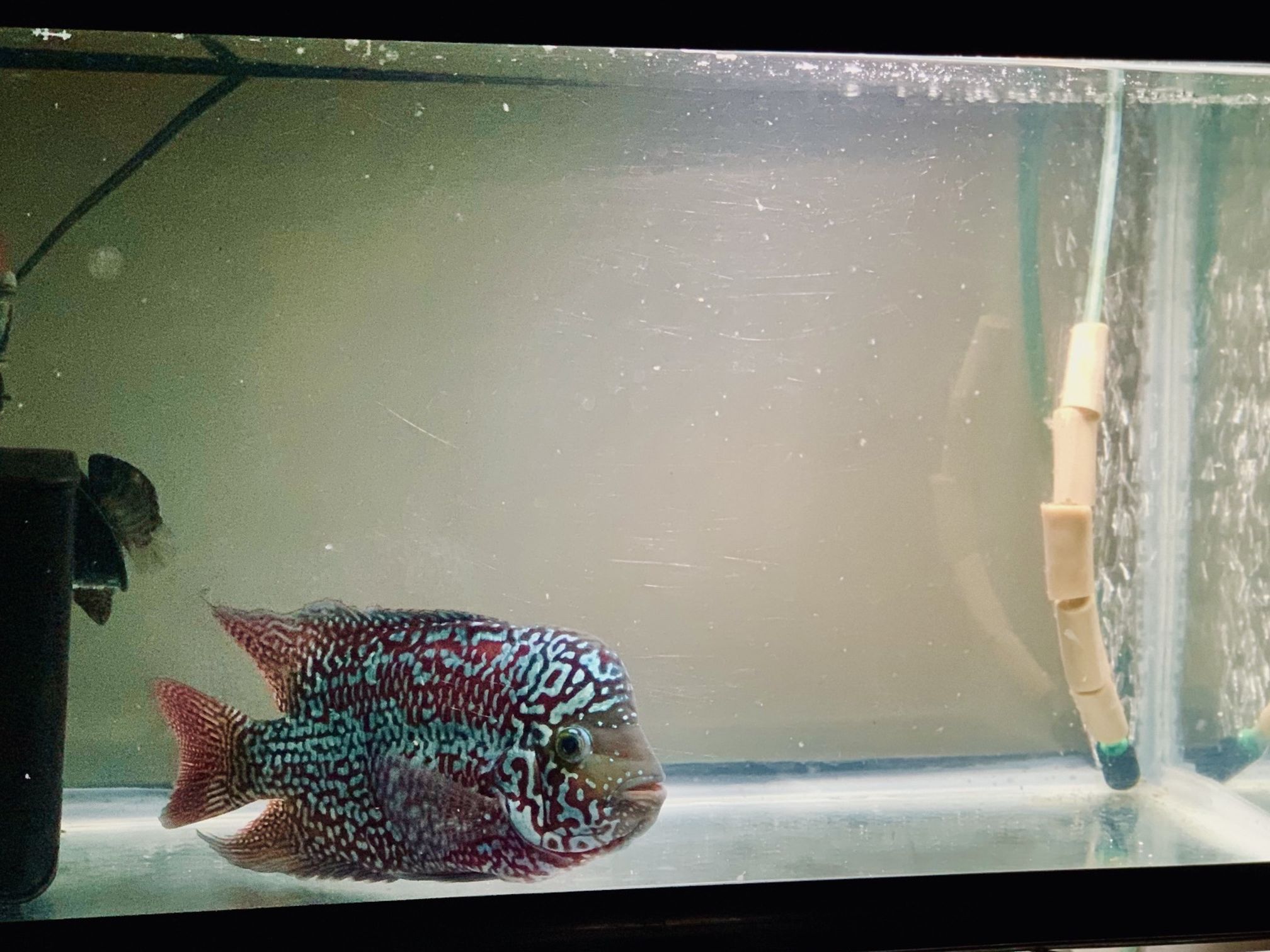 Flowerhorn tank and whole setup for sale