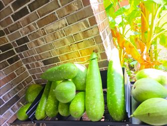Bottle gourd / lauki