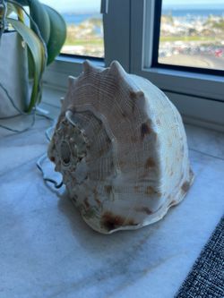 Conch Shell