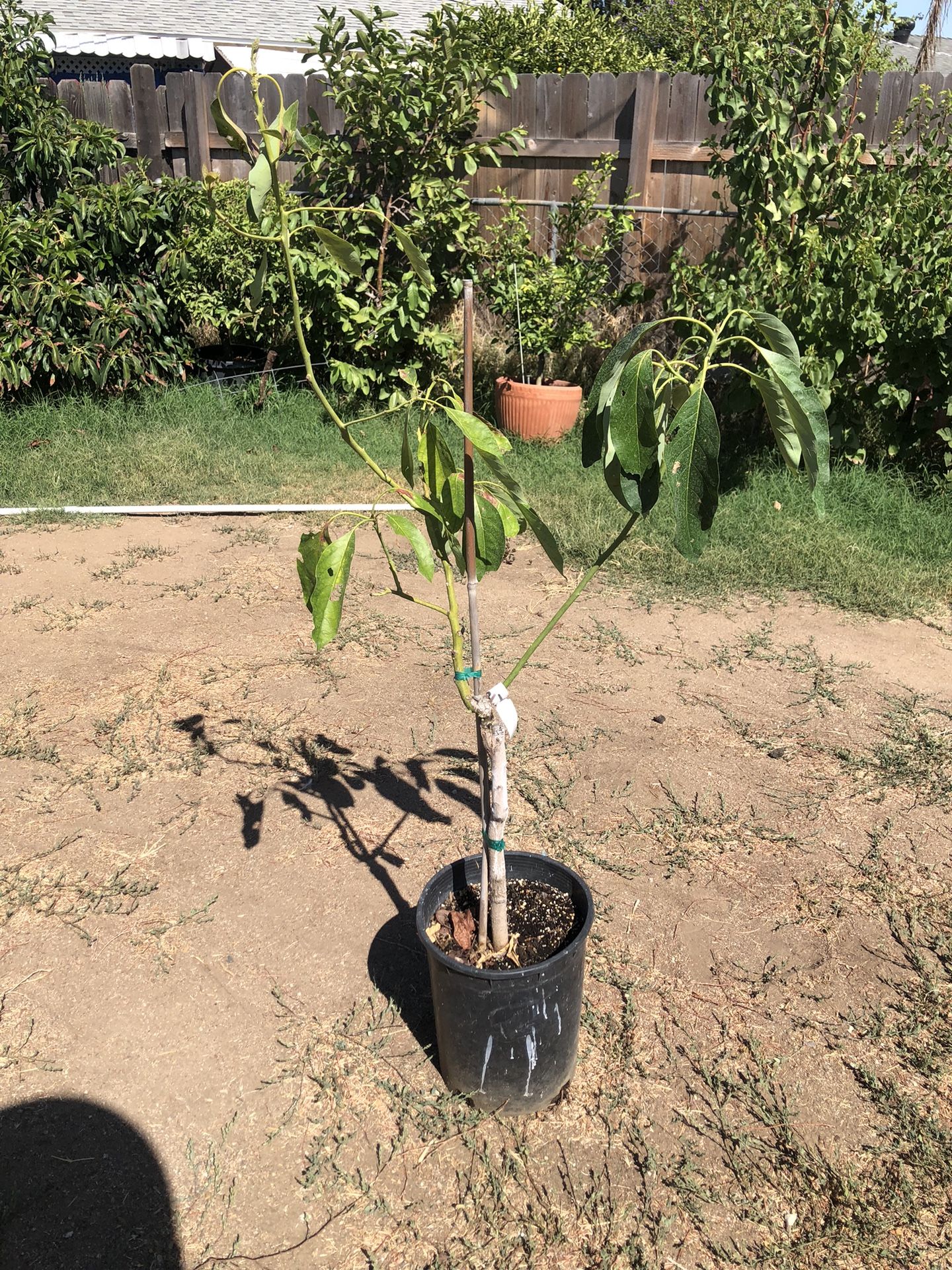 Jan Boyce Avocado Tree Grafted 5 Gallon
